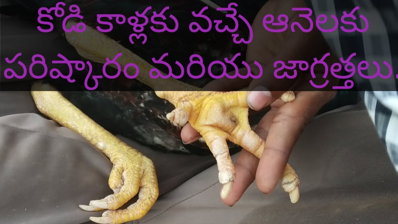 Chickens bubble foot | కోడి ఆనెలకు చికిత్స మరియు నివారణ.