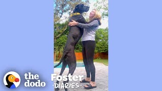 Woman With A House Full Of Dogs Fosters Two Adorable Great Danes | The Dodo Foster Diaries