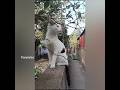 #comedy #malayalam #shorts #cat