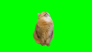 Sleeping Cat Meme (Green Screen)