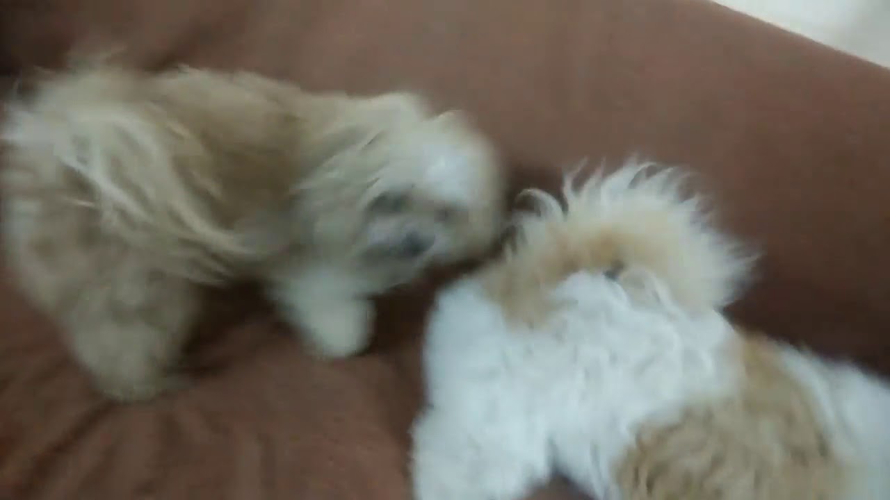 Dog Boarding Kennels Near Me Pups and Pals K9 YouTube