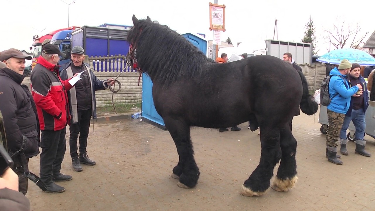 393. Skaryszewski Jarmark Koński „Wstępy”