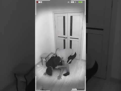 Волка Потеряли💔 Подпишись👇