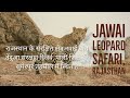 जवाई बांध 🏞️ जवाई, बांध तेंदुआ सफारी 🐆 #जवाई #बांध #तेंदुआ #सफारी।