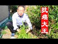 蒲公英配一宝,简直就是前世的约定,赶跑全身毒素。看我在日本家里怎样制作抗癌消毒的蒲公英炒鸡蛋。How I make anti-cancer dandelion scrambled eggs