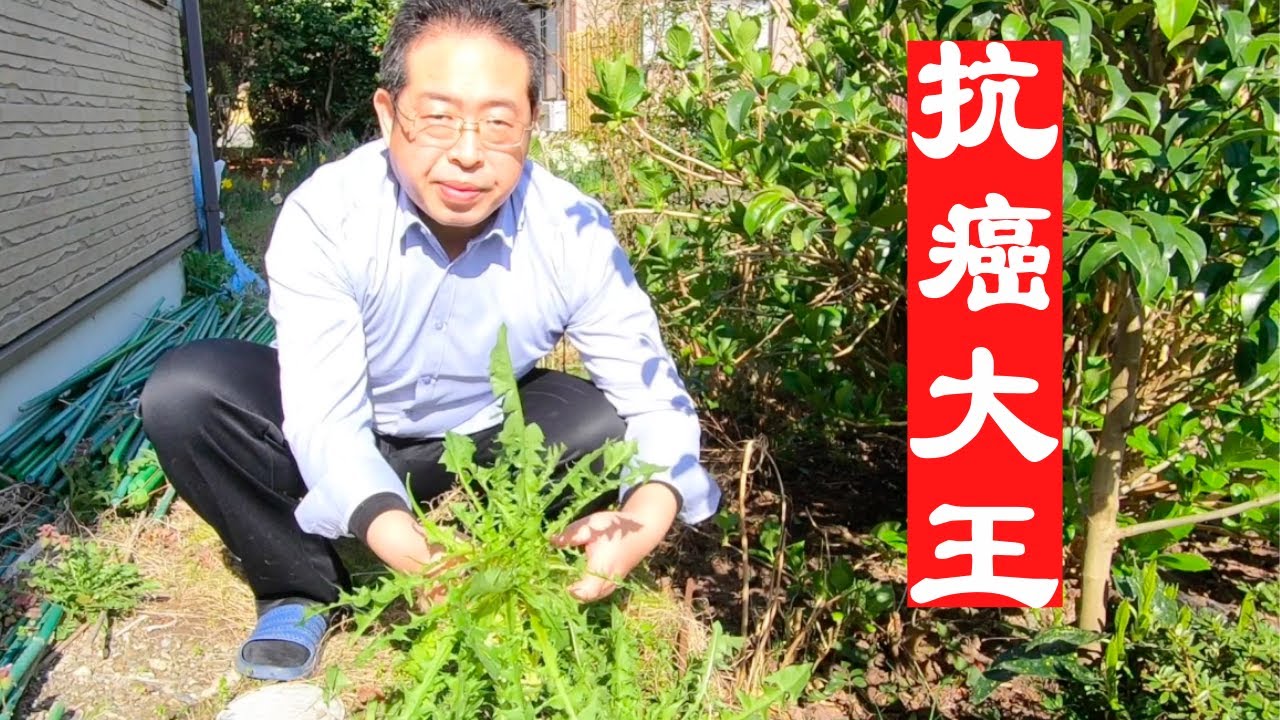 蒲公英配一宝，简直就是前世的约定，赶跑全身毒素。看我在日本家里怎样制作抗癌消毒的蒲公英炒鸡蛋。How I make anti-cancer dandelion scrambled eggs