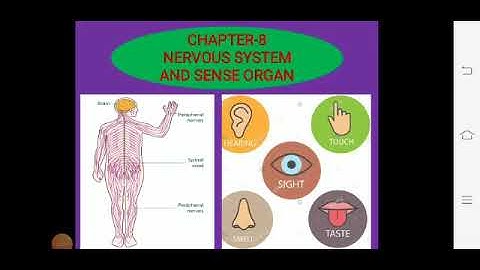 Class-5th Science Ch -8 Nervous System (part 1)👆🏼