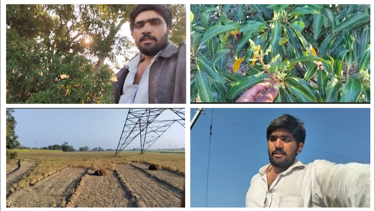 🥭આબામા મોર લાગીગયા🥭