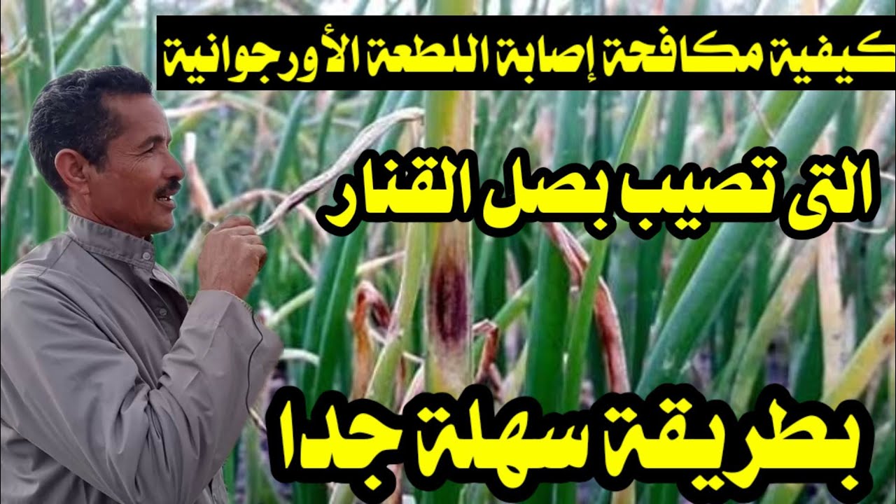 طرق مكافحة إصابة اللطعة الأورجوانية التى تصيب محصول بصل القنار واهم المبيدات المستخدمة