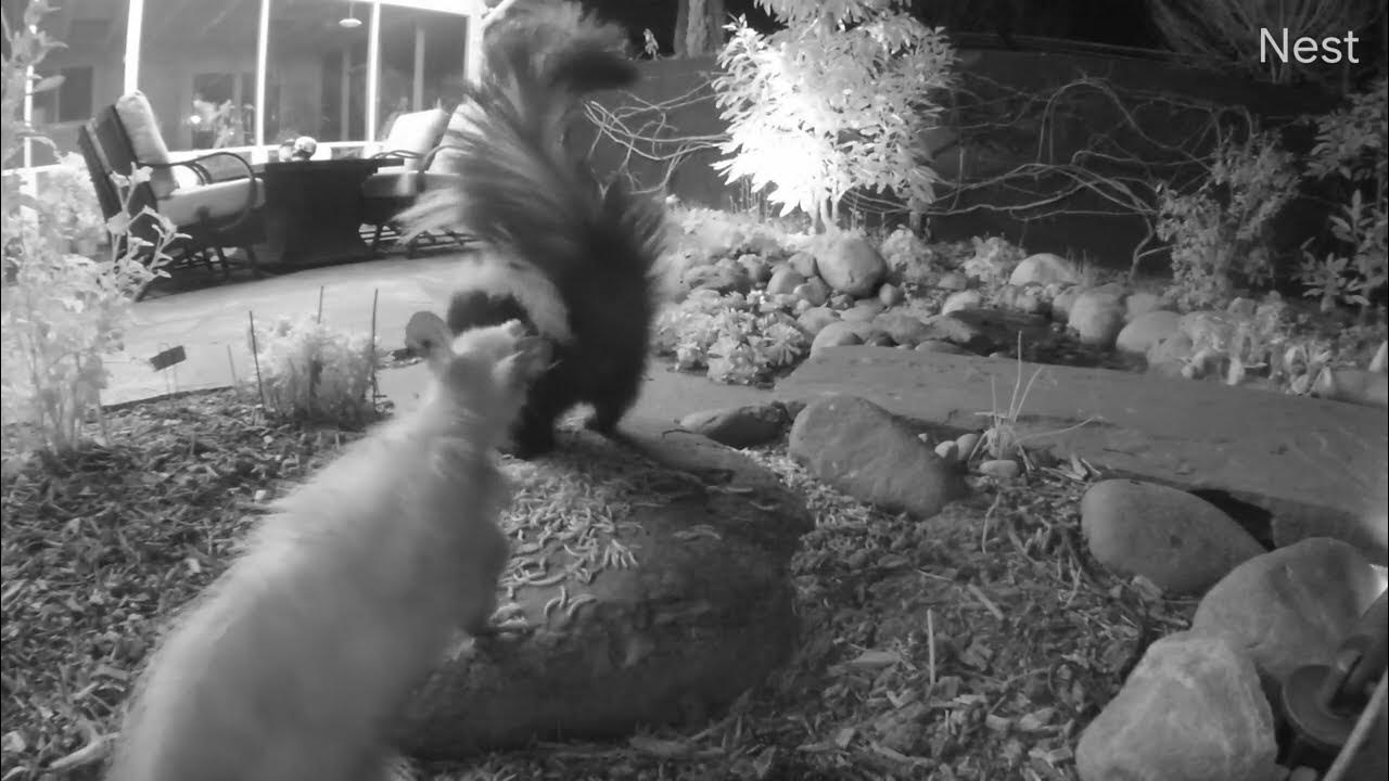 Opossum bites skunk YouTube