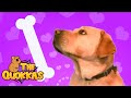 The Quokkas - Don't Pat Me Please (The Guide Dog Song) | Kids songs | Nursery rhyme | Sing and dance