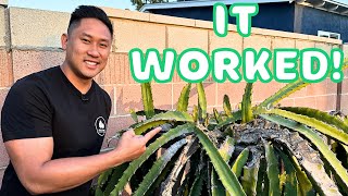 How To Get Rid Of Thrips, The WORST Pests For Dragon Fruit  Treatment Update