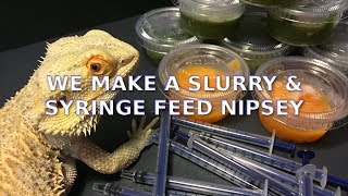 How We Syringe Feed Our Bearded Dragon | We Make A Slurry!