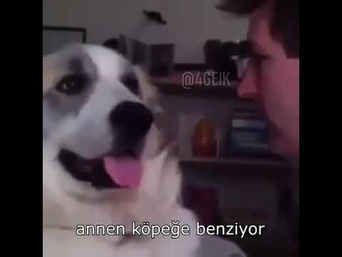 Hey annen bir köpeğe benziyor