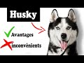 Le husky sibrien avantages et inconvnients  husky sibrien le mal et le bien de la race