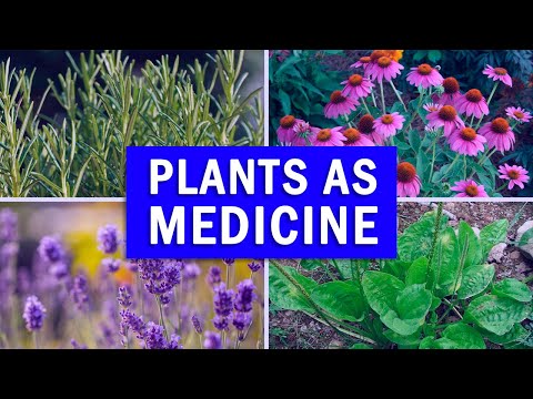 5 Powerful Medicinal Plants You Must Have At Home