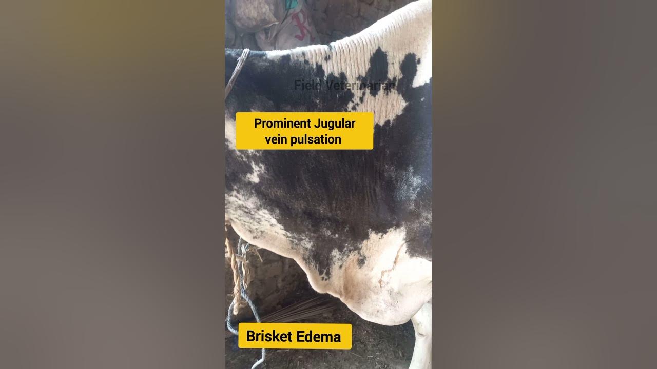 Traumatic Reticulo Pericarditis / nail in heart reticulum/ brisket edema jugular pulsation 