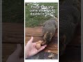 Wait for it 🥹♥️ #wholesome #animals