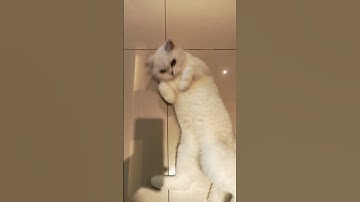 Aku terpikat dirimu 🐱