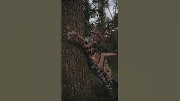 Meeting a Clouded Leopard