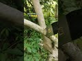 Petani sawit wajib punya alat ini, Dodos KASTRASI ORIGINAL MULTIFUNGSI, kualitas nomor siji