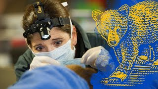 Outgrow the Expected: Using Fish Skins to Treat Bears Burned in California Wildfire