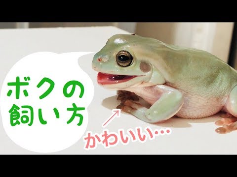 イエアメガエルの飼い方 Youtube