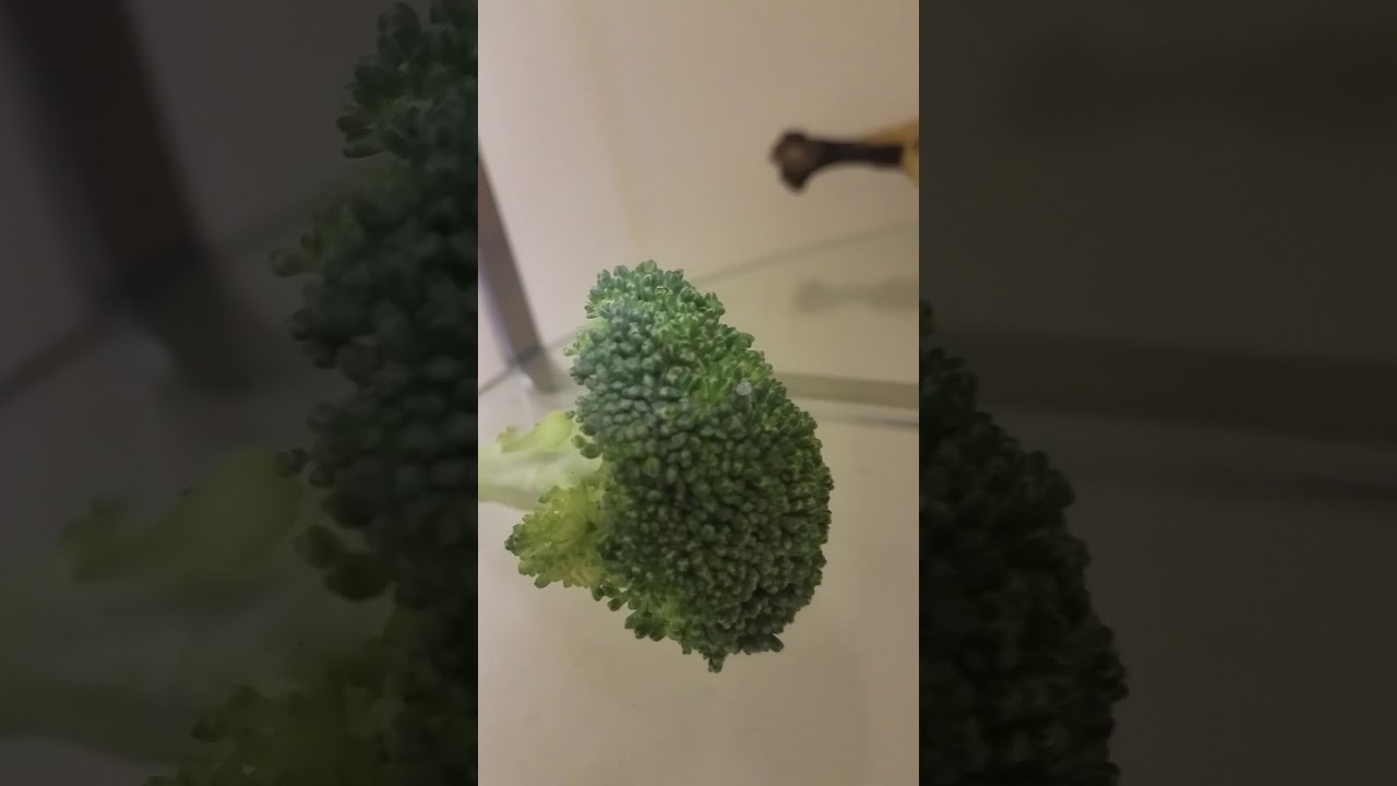 Bugs In Broccoli YouTube Bugs In Broccoli YouTube