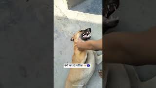 Champi kar do Malik 🐶 #funny #comedy