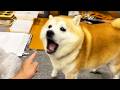 やましいところがあるため、ちょっとつつかれただけでいちいちビクッとする柴犬→逆ギレ