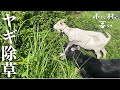 雑草だらけの土地にヤギ2頭を一週間放った結果#62