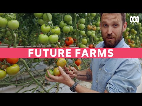 Video: Agrotechnics Of Conveyor Growing Tomatoes