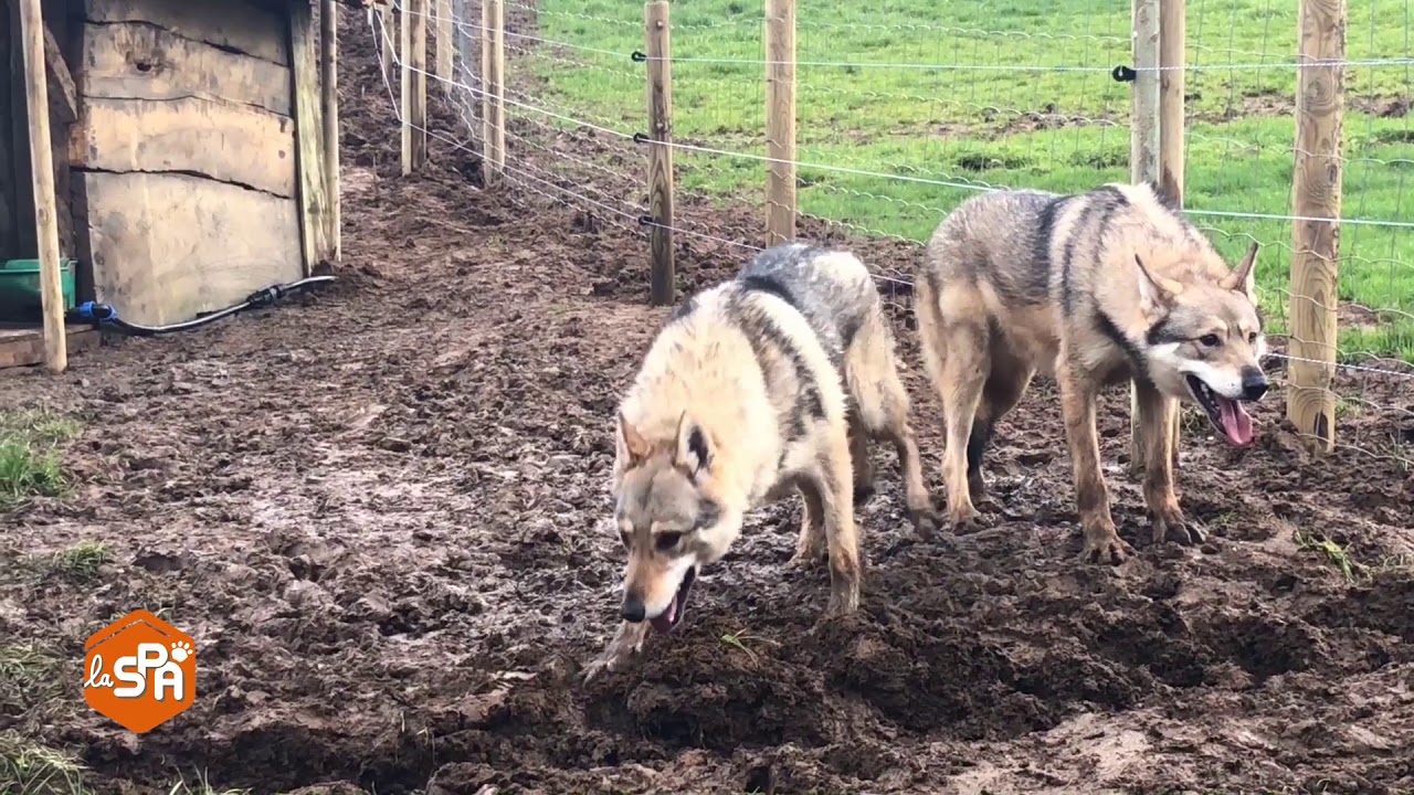 10 Chiens Loups Sauvés Par La Spa Dun élevage Sordide