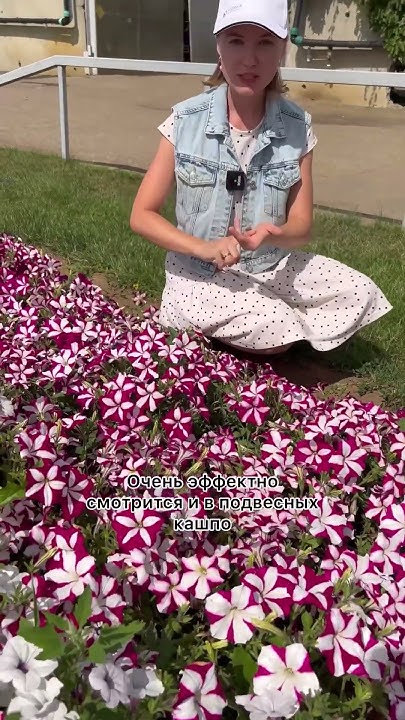 Продолжительное цветение, ковер из цветов!🌺петуния ИЗИ ВЕЙВ БУРГУНДИ ...