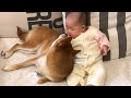 ついに柴犬の存在に気付き始めた赤ちゃん〜playback momohana|犬と子供のvlog