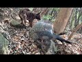 【狩猟】猟期最後に大物イノシシを追う...　(閲覧注意) Wild boar hunting