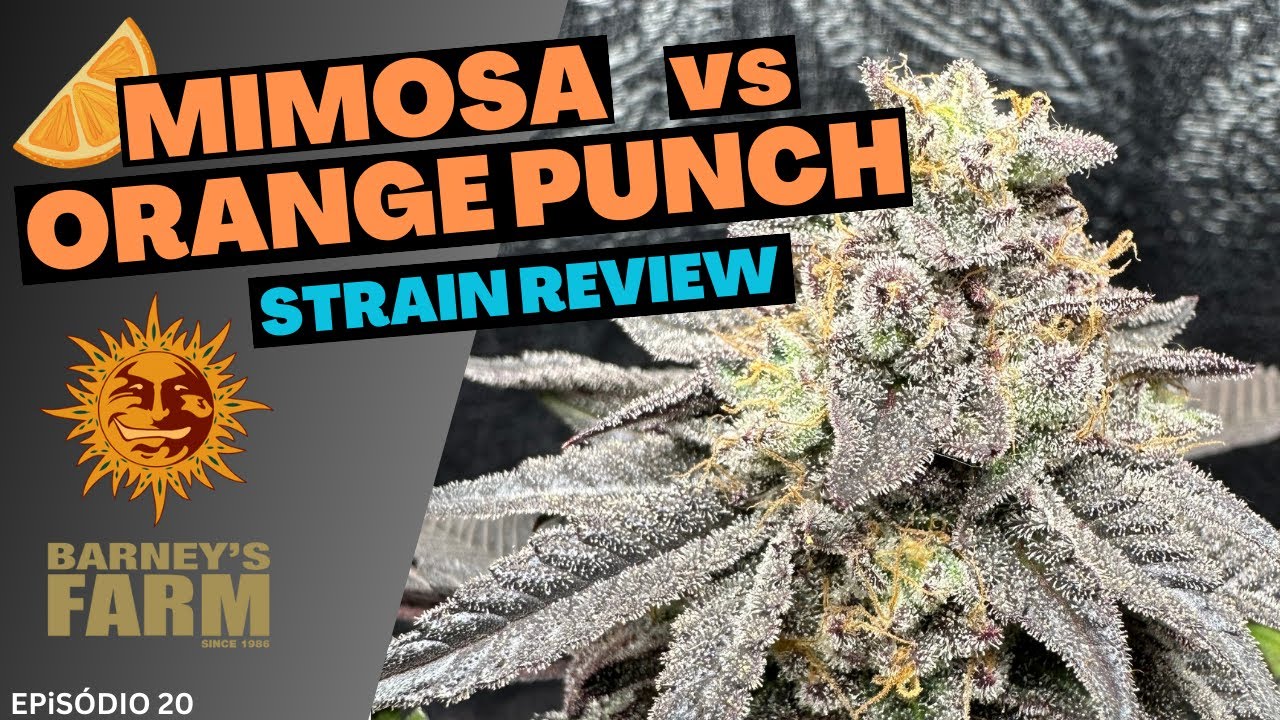 Mimosa vs Orange Punch - Barneys Farm // Strain Review (Português)