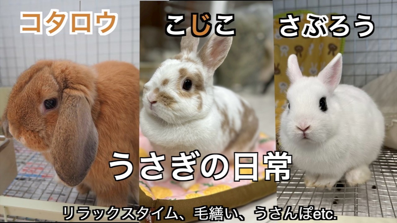 【#45うさぎの日常🐰】リラックスタイム|毛繕い|うさんぽなど我が家のうさぎちゃん達の動画特集🎥