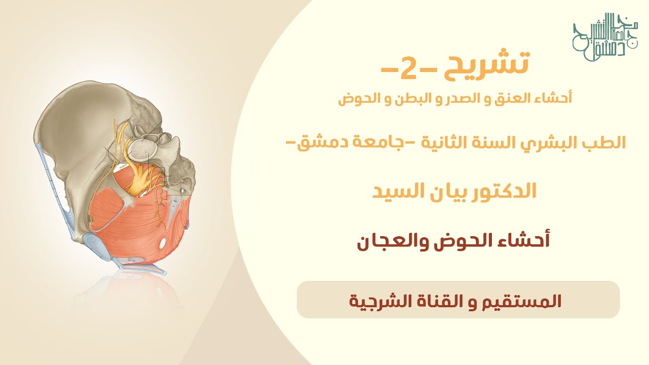 تشريح 2 | المستقيم والقناة الشرجية | د. بيان السيد