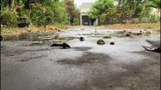 Musik Menenangkan &  Hujan - Musik Piano Indah, Musik Latar Belakang, MusikPengiring Tidur