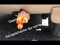 Galinha no escapamento
