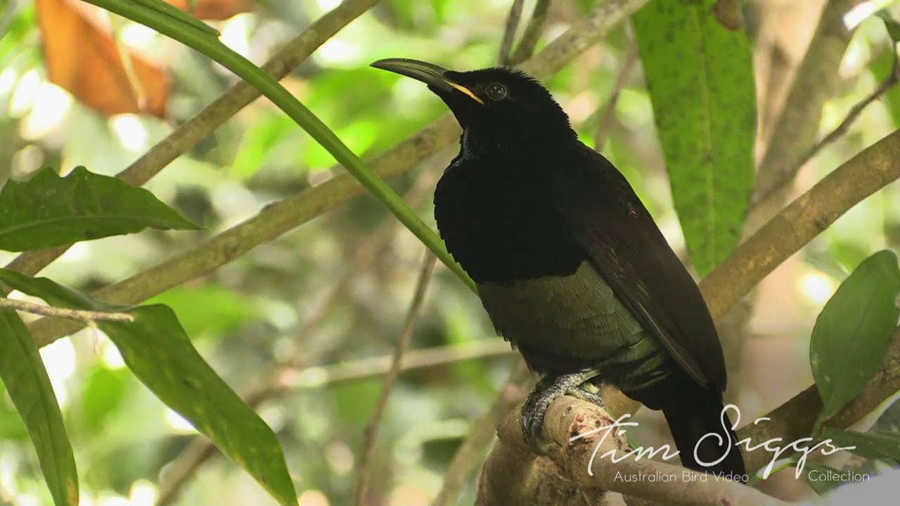 Victoria’s riflebird (Ptiloris victoriae) Clip 1/2 HD Video Australian Bird Media.