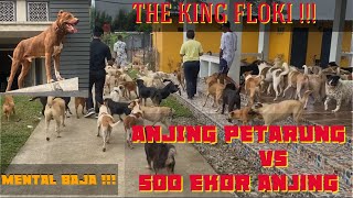 KING FLOKI ANJING PETARUNG MELAWAN 500 EKOR ANJING MILIK CI PING PING