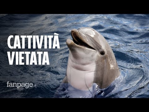 Video: Il Canada Vieta La Prigionia Di Delfini, Balene E Focene