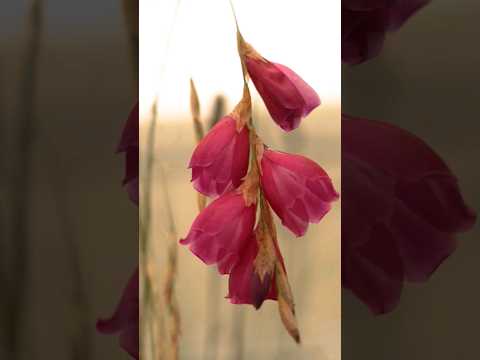 Videó: Dierama Plants: Információk a pálcavirág növények gondozásáról