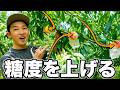 果実を甘くする科学|水切り・葉・肥料・環状剝皮の本当の効果【農園芸ラジオ】野菜・果樹共通