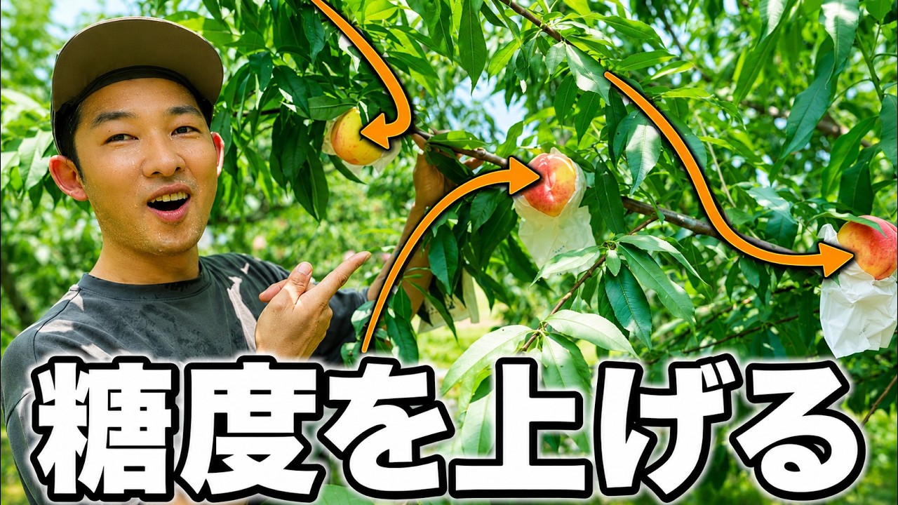 果実を甘くする科学|水切り・葉・肥料・環状剝皮の本当の効果【農園芸ラジオ】野菜・果樹共通