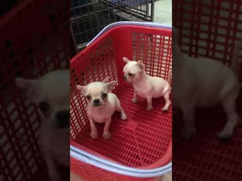 Video Bán Chó chihuahua giá rẻ - youtube