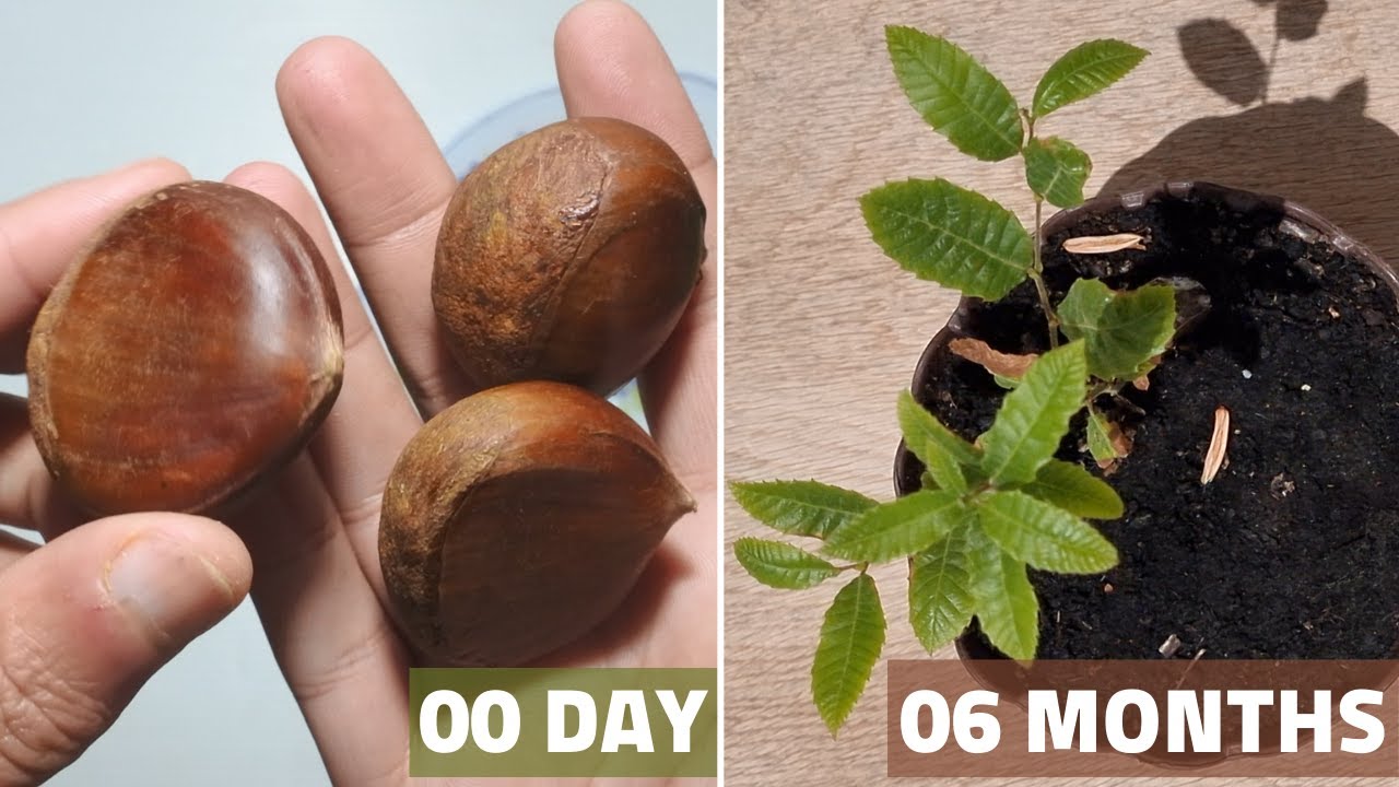 طريقة عبقرية لزراعة البندق ، الكستناء في المنزل