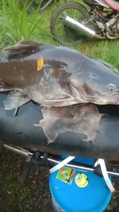 MONSTER BENDUNGAN